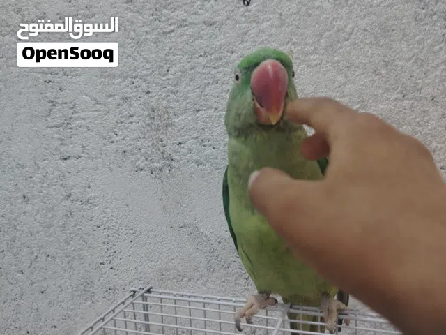 بقبقا دره نيبالي مراوس بدراجه شحن ار تسعه