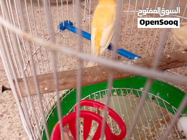 ثنين كناريات نثايه سوبر شيرازي خشنه جاهزة للتزاوج والثانيه شيرازي رجلها مكطومه جاهزة للتزاوج وتبزر