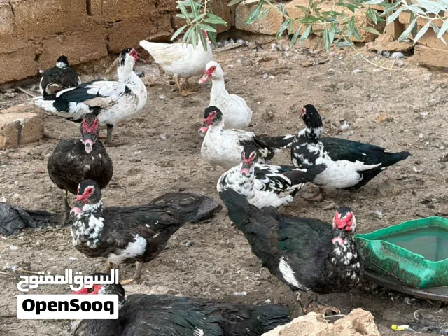 بط بلدي نخب اول