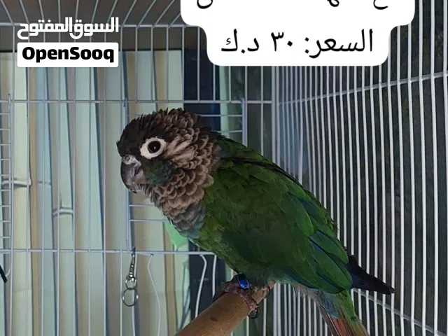 للبيع ذكر كنيور للإنتاج