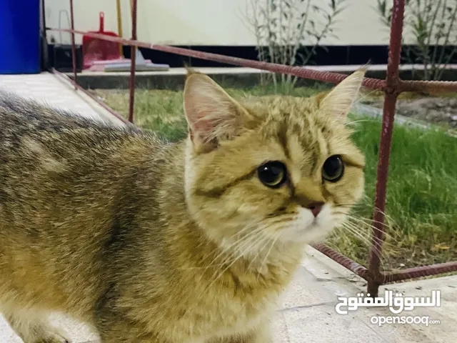 شيرازي للبيع 25 الف نضيف وحلوه