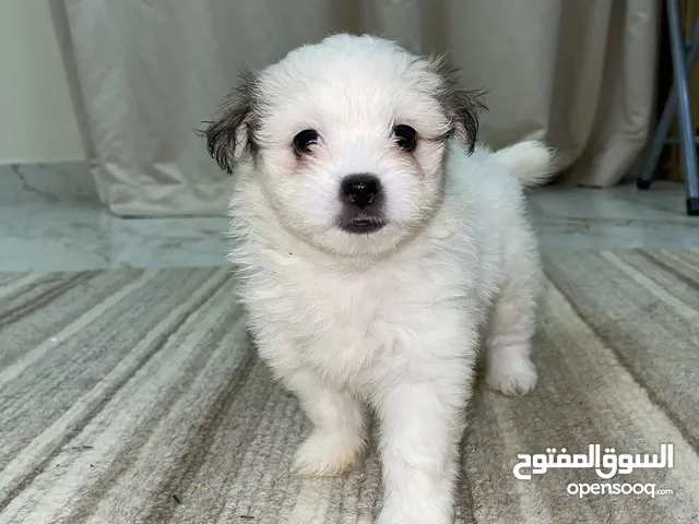Shitzu puppies