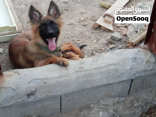 اسلام عليكم انثه مالينو عمره 3اشهر ونص شوف الوصف