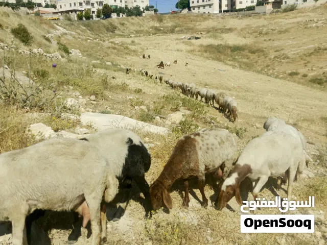 يتوفر لدينا جميع انواع الاضاحي خرفان كباش تيوس عبر ثنايا