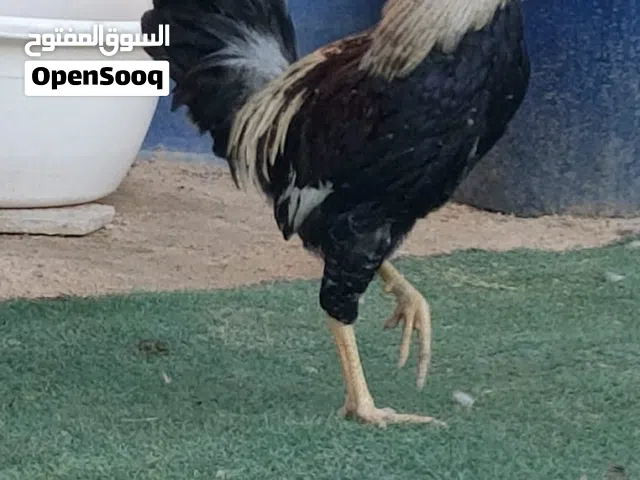 متاح ديج كويتي اصلي سعر 20.000 عنوان بصرة شط العرب جزيرة كامل مواصفات يراسلني