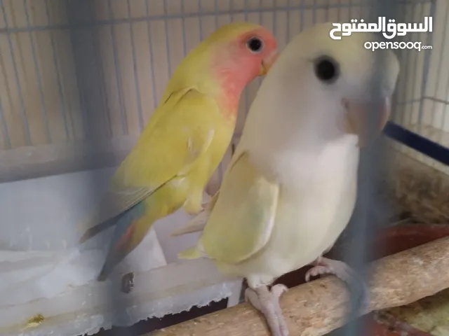 Lovebird Roseicolli Checks فروخ لوفبيرد روز