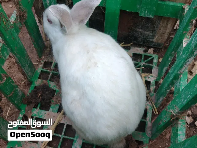 إنث ارنب للبيع