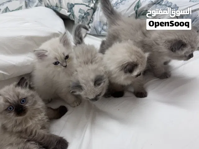 قطط منزلية للبيع ام و خمسة أطفال في الشهر الثاني