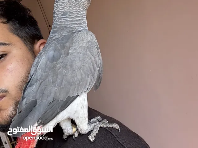 ببغاء زنجباري - كاسكو