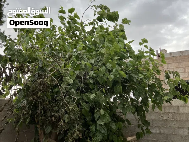 بيت مستقل فاخر على كرسي