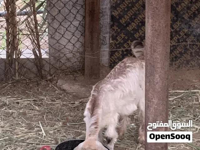 سخله للبيع