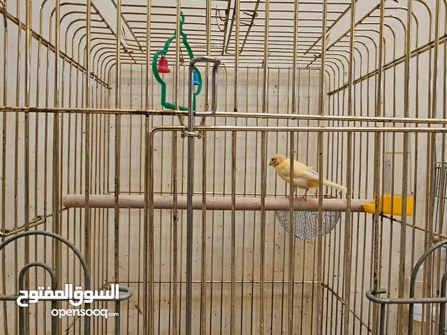انثى كناري جاهزه للبيع