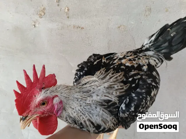 متاح ديج دندراوي بسعر مناسب اقره لوصف قبل ماتراسل