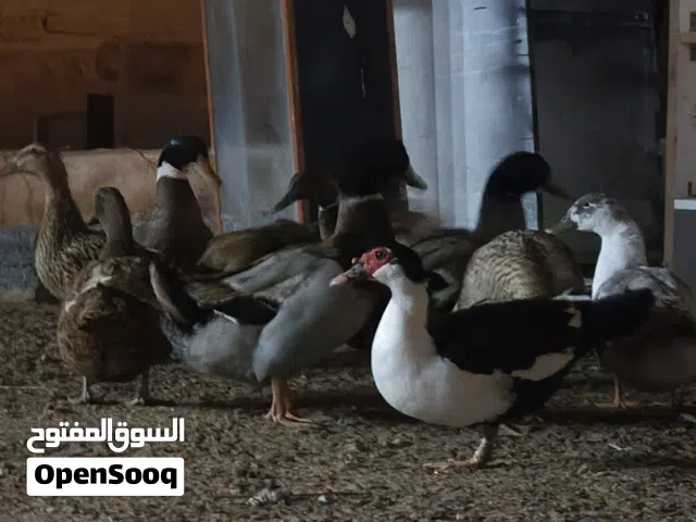 بط أنجليزي أمهات  للبيع