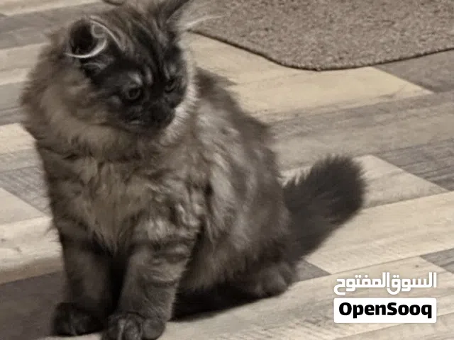Cat for sale