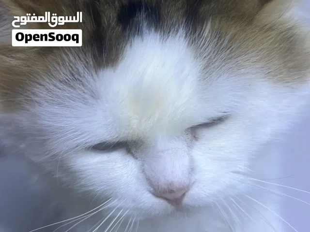 قطط شيرازي السعر 500 ولكبار للتبني