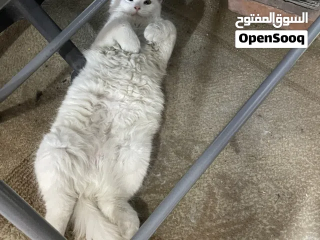 قط للتزاوج