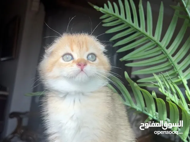 Scottish fold male father & mother registered & imported from Russia