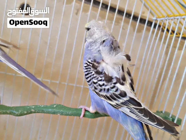 عصافير حب ( البادجي ) حجم جامبو موجودين في اربد