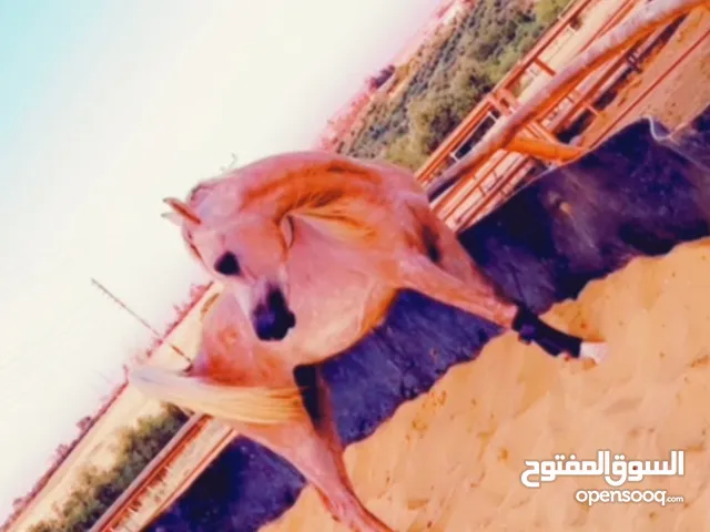 حصان عربي واهو ابن مونتانا بن عجمان