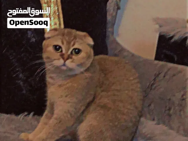 قط سكوتش للبيع سعر 150