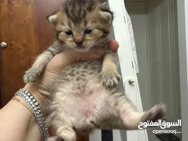بيور سكوتش فولد العمر 1 سنة واثنين كيتين العمر 1 شهر
