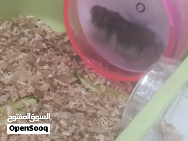 هامستر روسي للبيع شوف الوصف مهم
