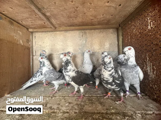 73طير مشكلات للبيع انواع كثيرة وحلوة ذبانيات حلوات فحول وأناثي بولنديات إلى آخره