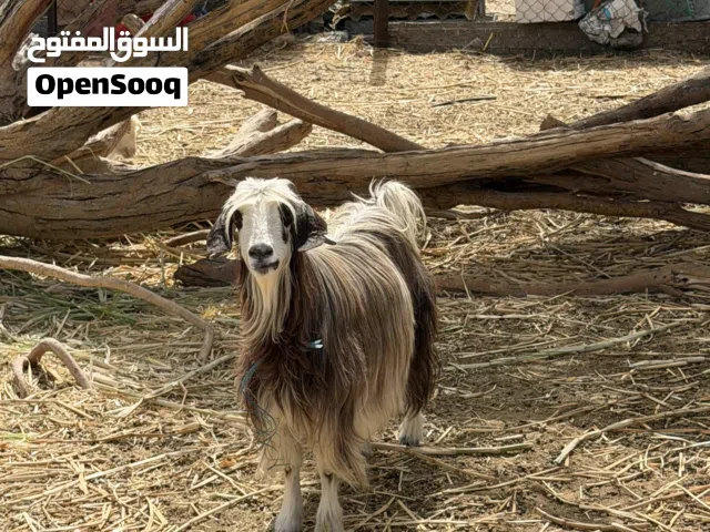 عنز عاقر فل سمنة