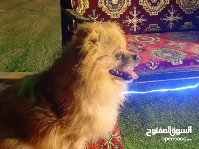 للبيع كلب بومرينيان