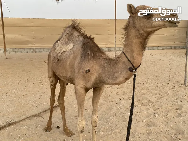 بكره عمانيه VIP