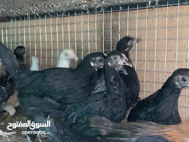 دجاج عماني كبار للذبح او للتربية