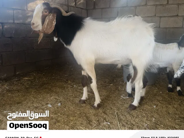 صخول ذبح وجناية احجام مختلفة