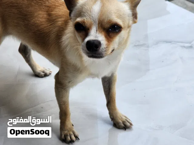 كلب شيواوا
