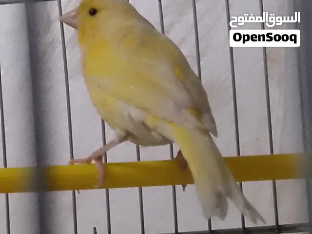 أقر الوصف  بيع عصفور كنار ذكر حبه طويله