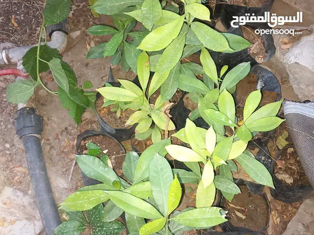 شتلات شجره الزام