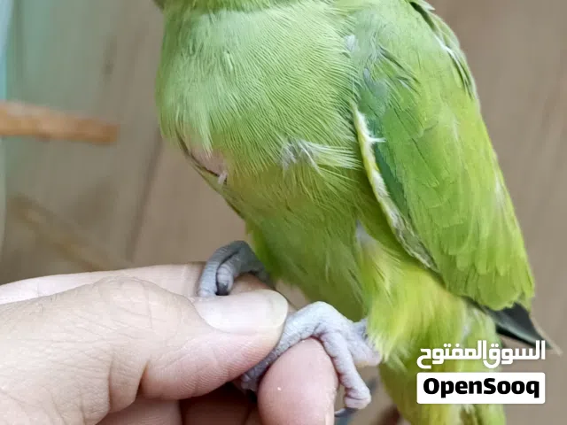 فرخ دره اليف جدا زق يدوي قريب الفطم