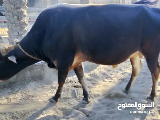 ثور عماني مطعوم طعام الدار العمر تقريبًا سنتين ونصف