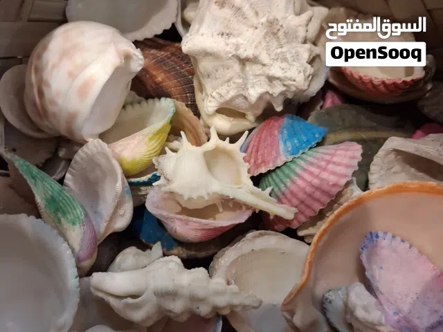 اصداف كثيرة