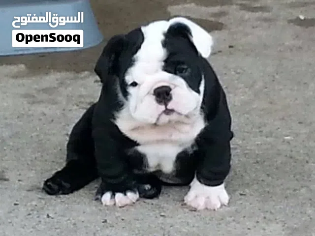 beautiful well trained puppies for adoption