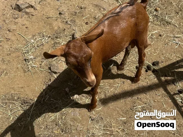 جدي للبيع عمره 10 شهور