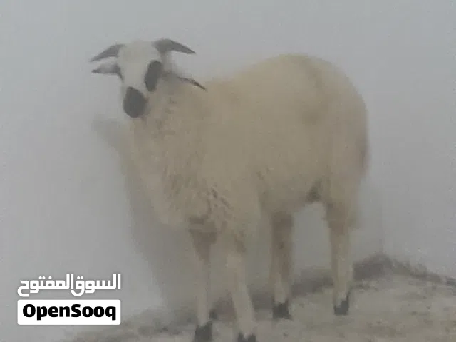 قابل النقاش لحد المعقول