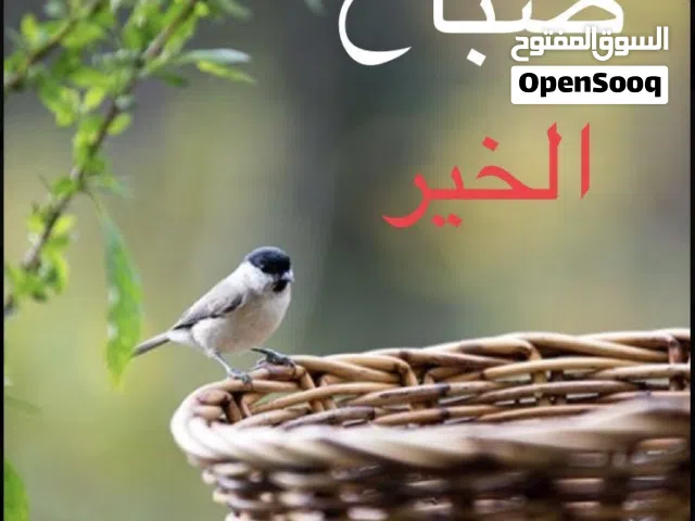 غرفة للإيجار الشهري 65 ريال يشمل النت. و الماء و الكهرباء مشاركة حسب الفواتير