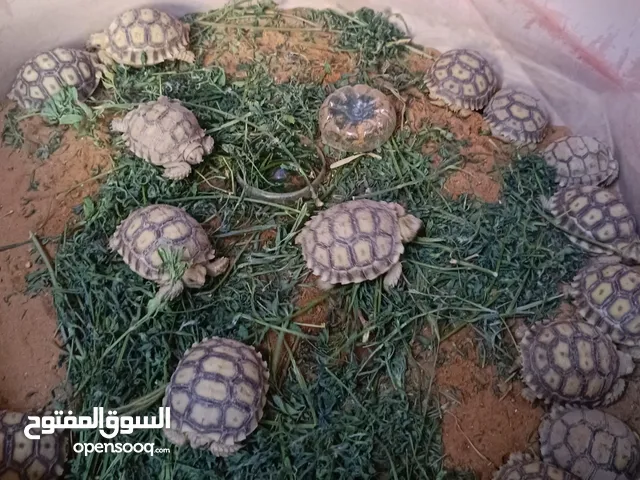 سلاحف سولكاتا سوداني عمر شهر