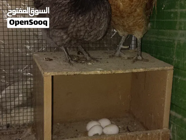 دجاج اسباني