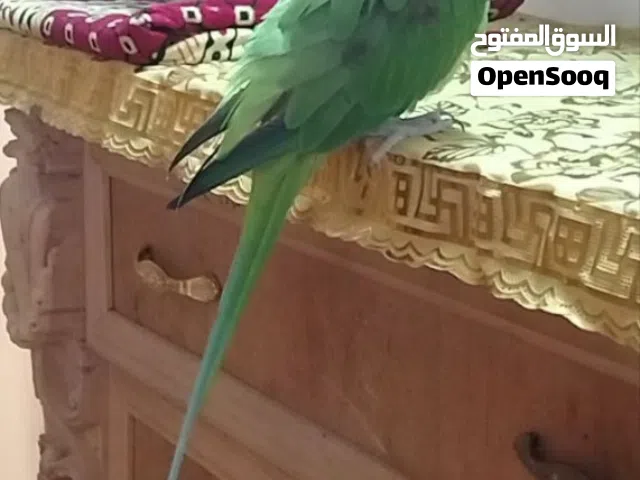 سلام عليكم ببغاء نيبالي أمريكي متكلم