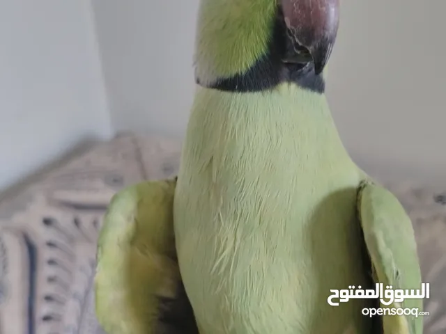 للبيع متوه شرط ربوه يوقف على اليد وجناح كامل .................................................
