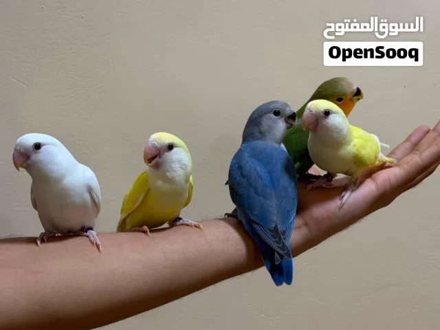 طيور روز أليفة للبيع !