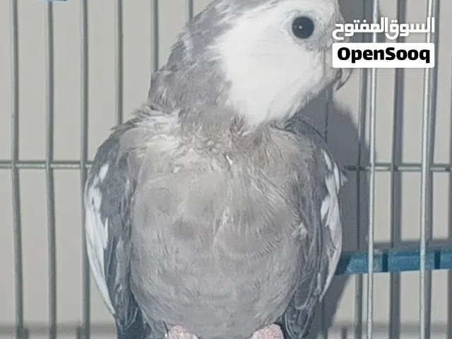 كوكتيل وايت فيس اليف ذكر
