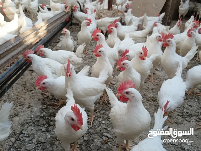 دجاج ابيض بياض للبيع